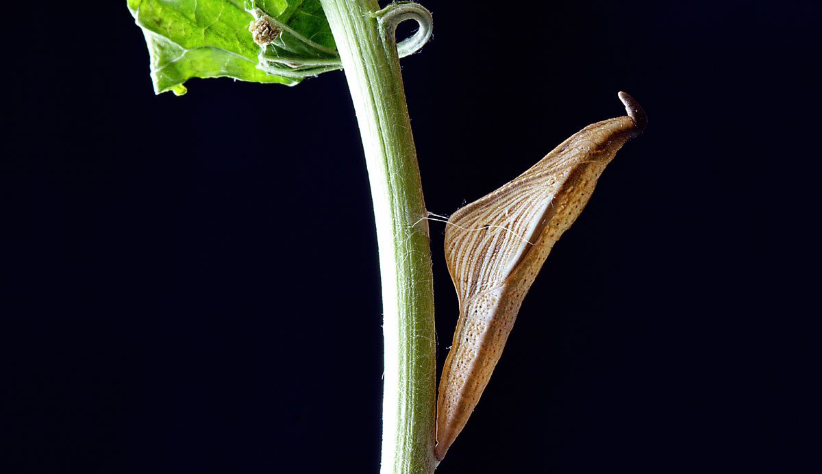 Just like the transformation of the caterpillar into a butterfly, our human voice transforms during the final development of vocal folds, larynx, and resonators. Just like the transformation of the caterpillar into a butterfly, our human voice transforms during the final development of vocal folds, larynx, and resonators.